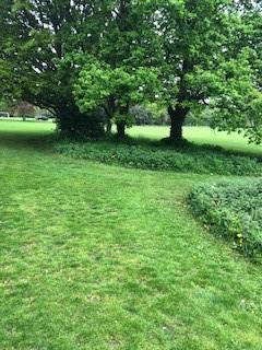 grass under trees