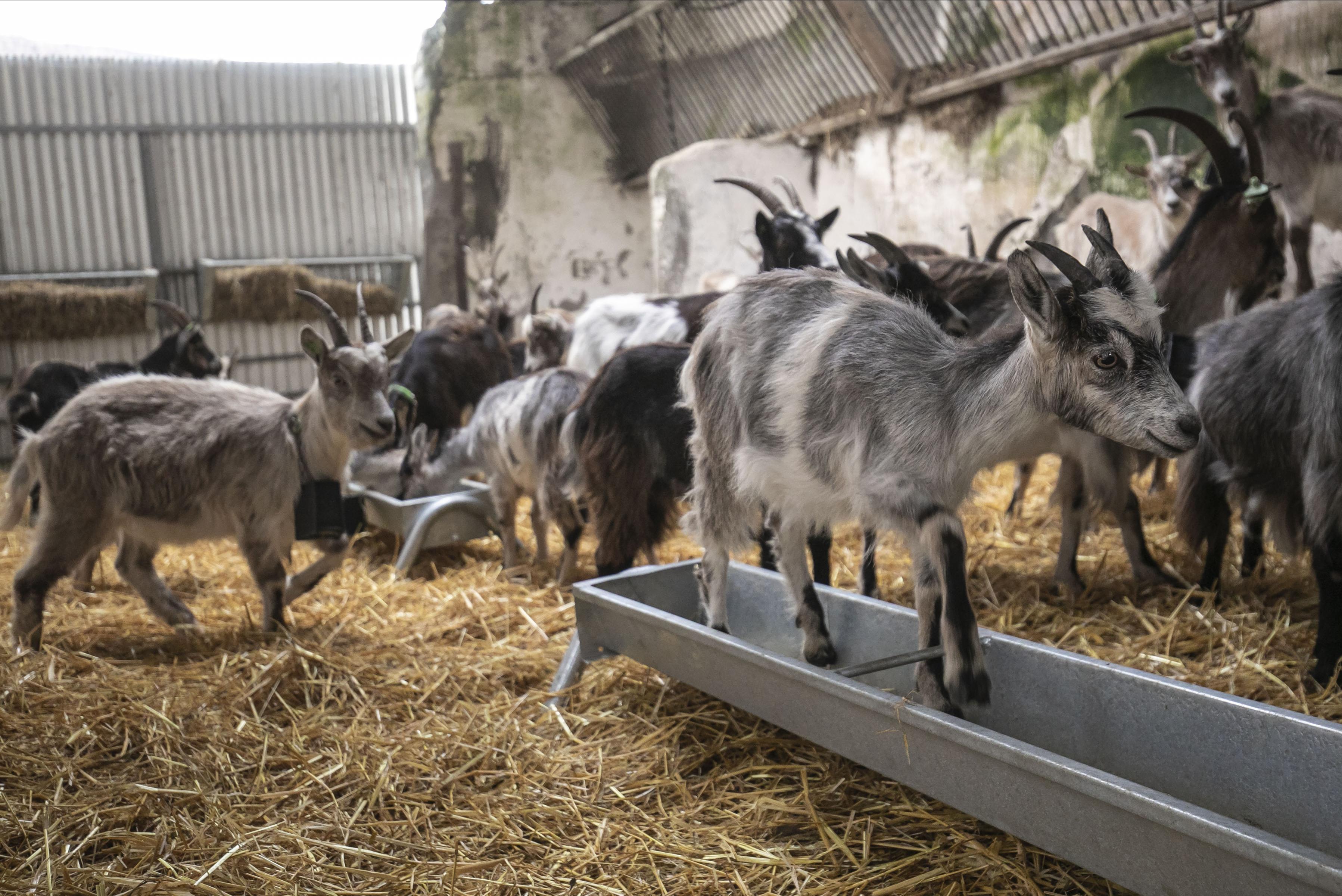 Goats Howth