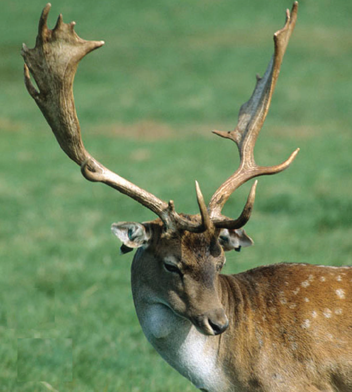 deer in phoenix park