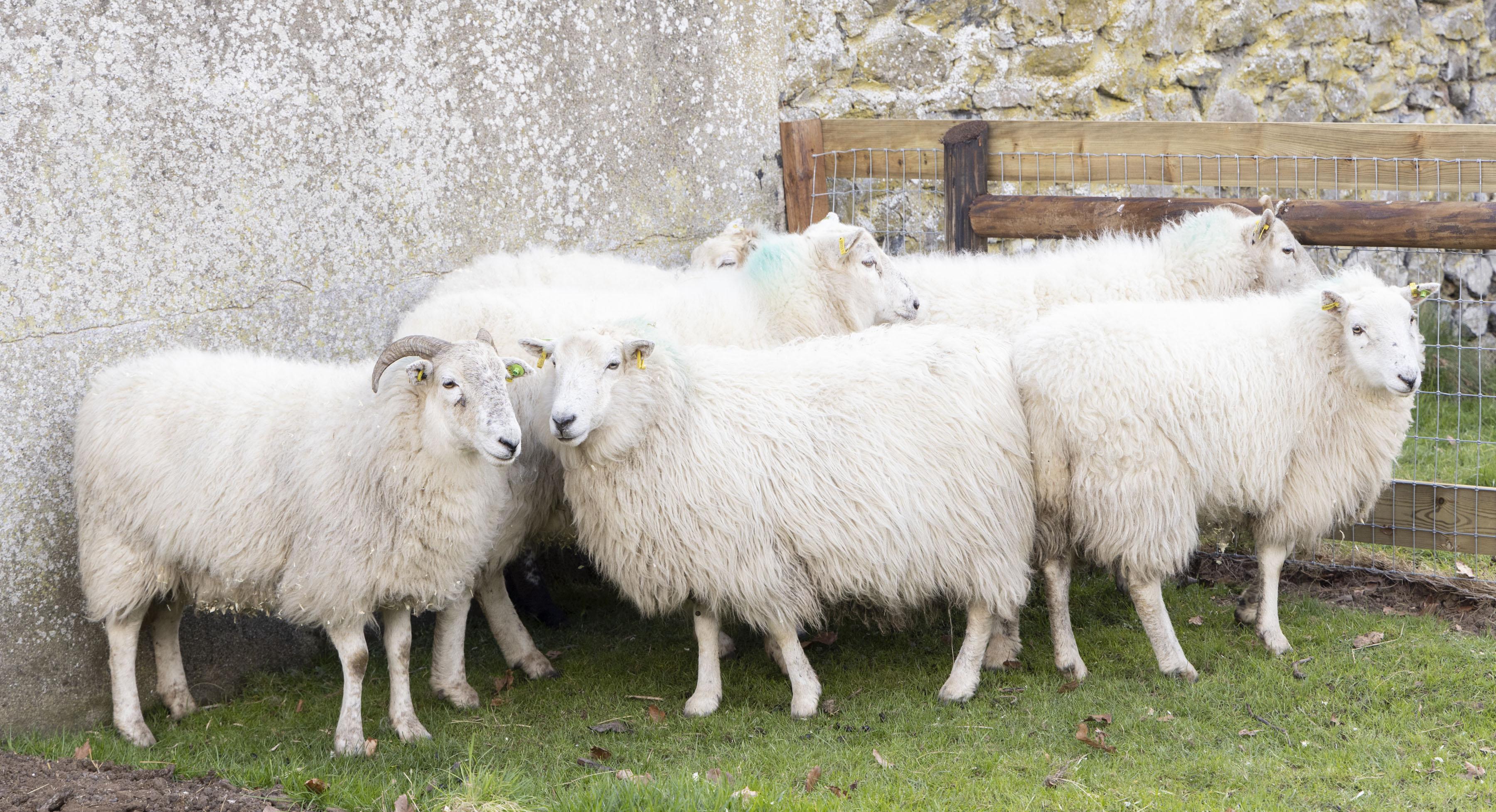 Rare Cladoir sheep from Connemara National Park have a new home at Newbridge House & Farm