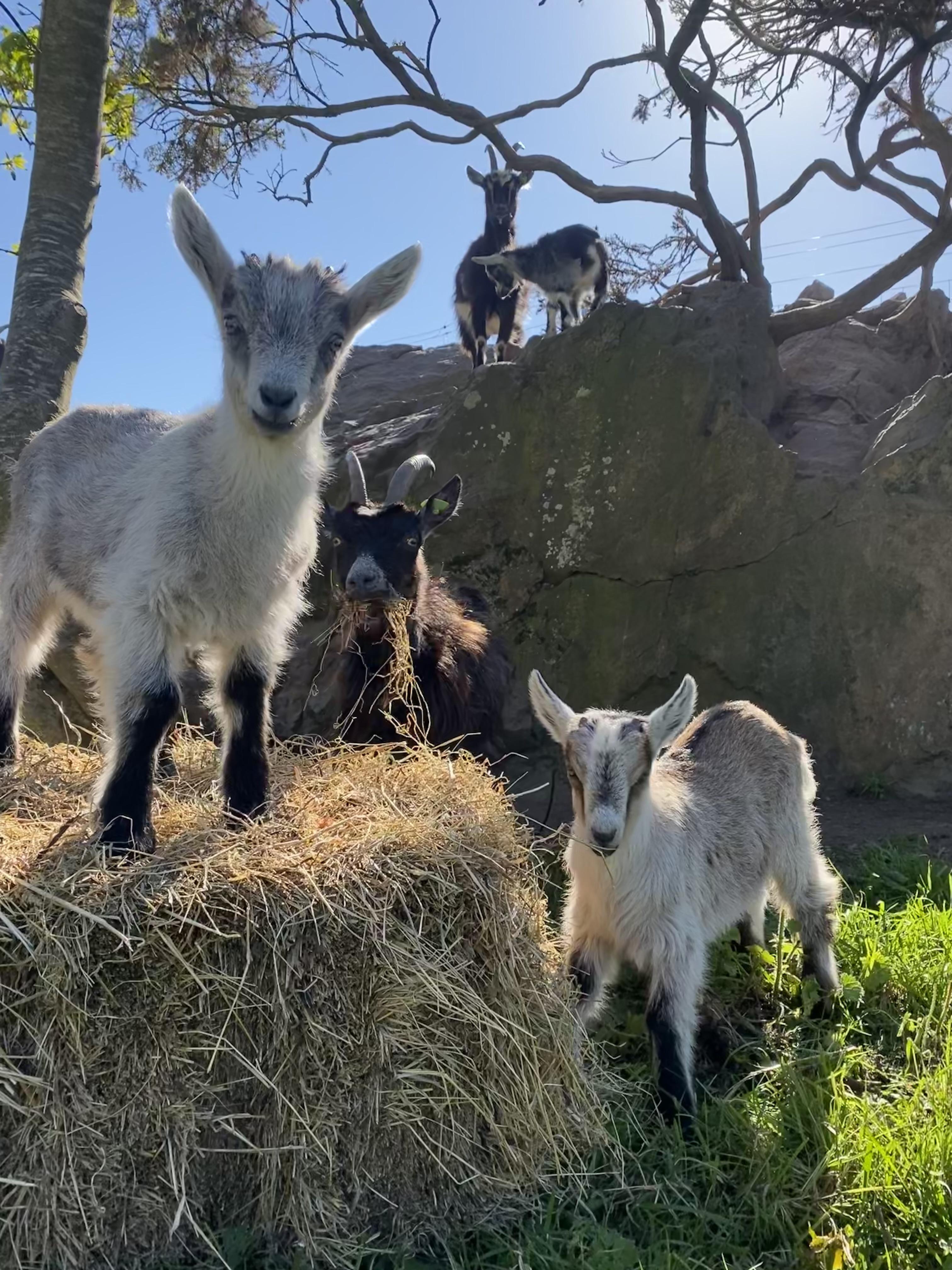 Howth Head Kids Goats 