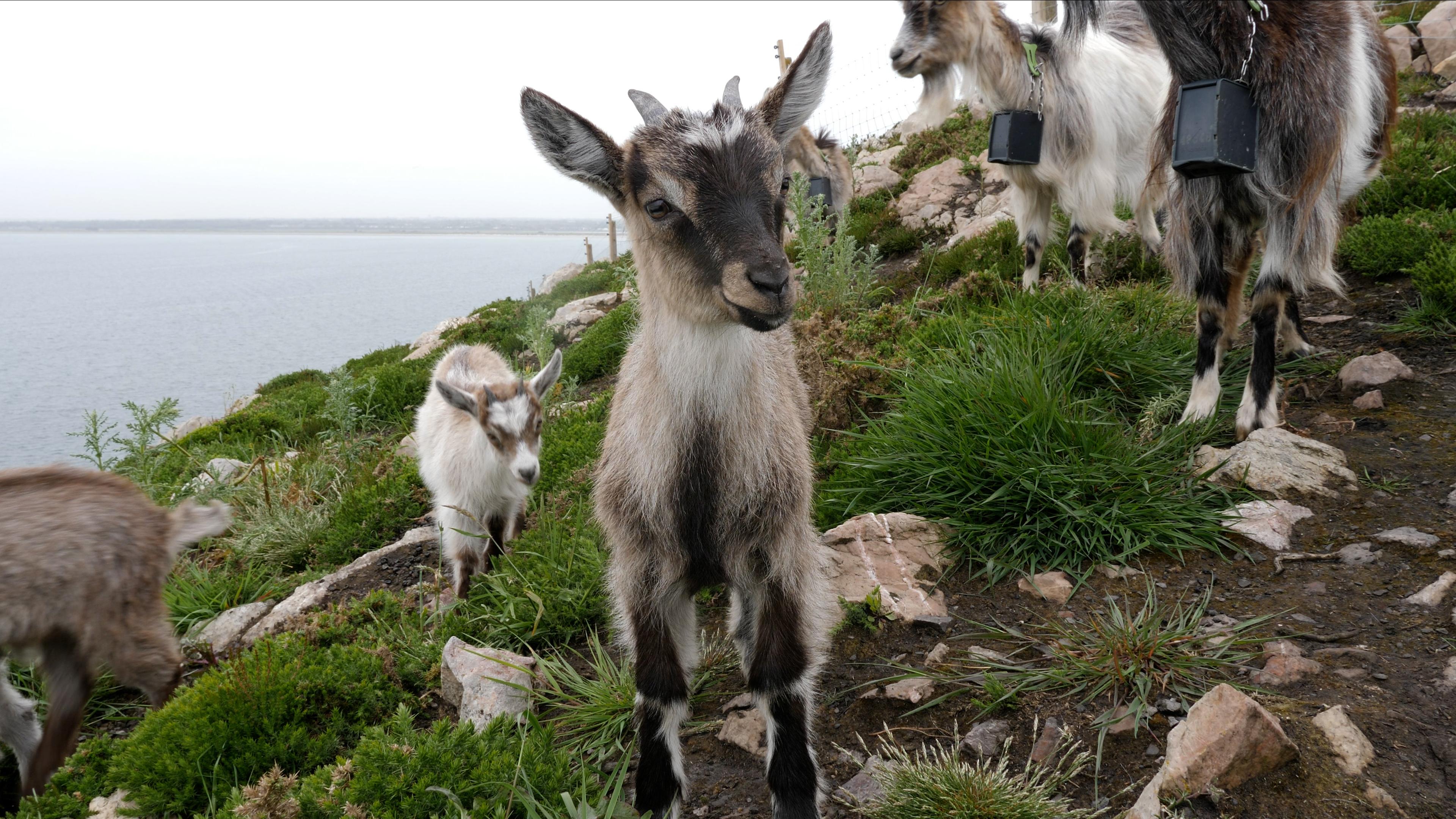 Kid Goats