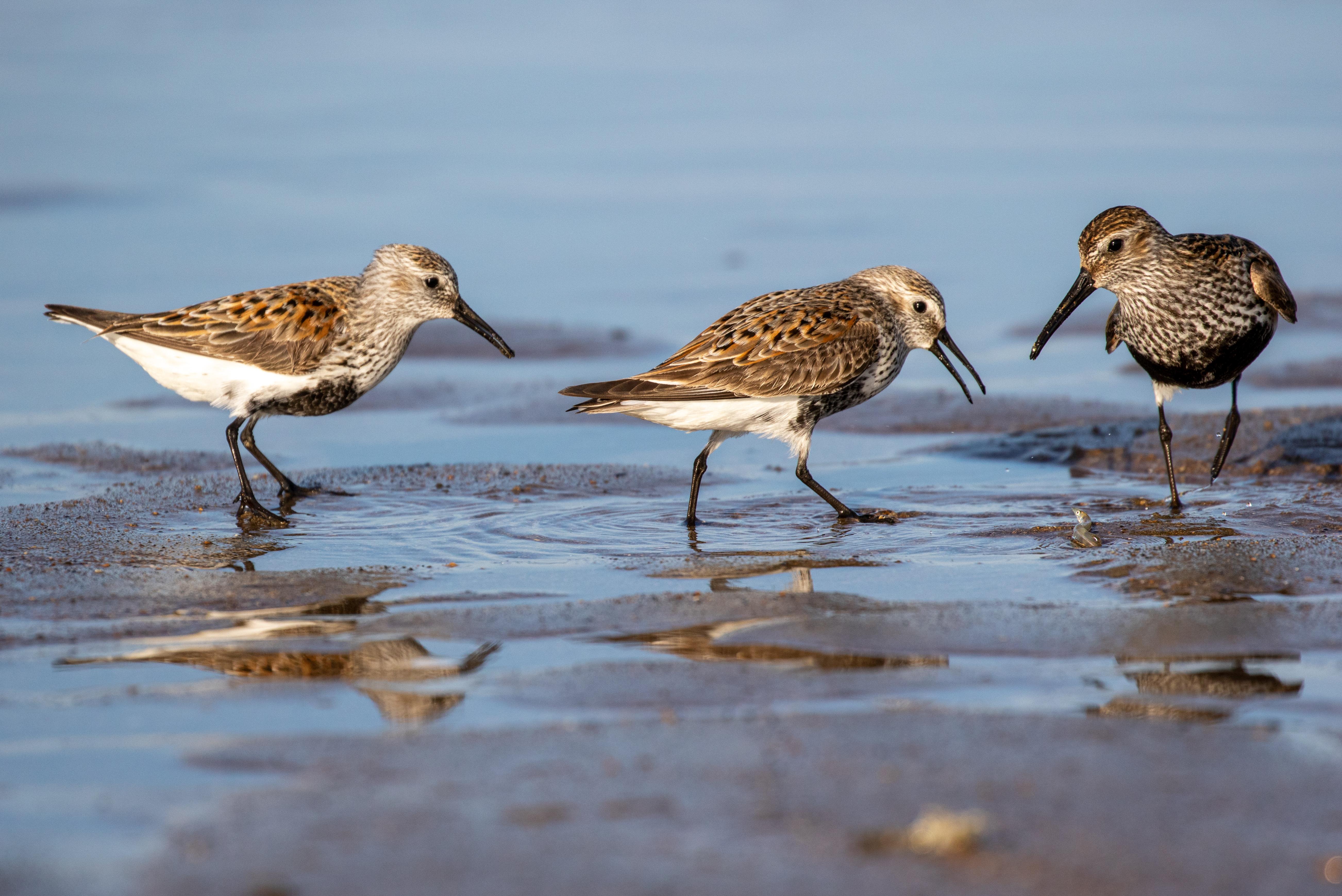 Birdwatch Fingal