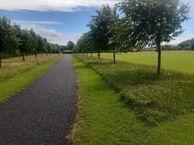 new mowing regime in parts of Fingal help to make our parks and open space more biodiversity friendly 