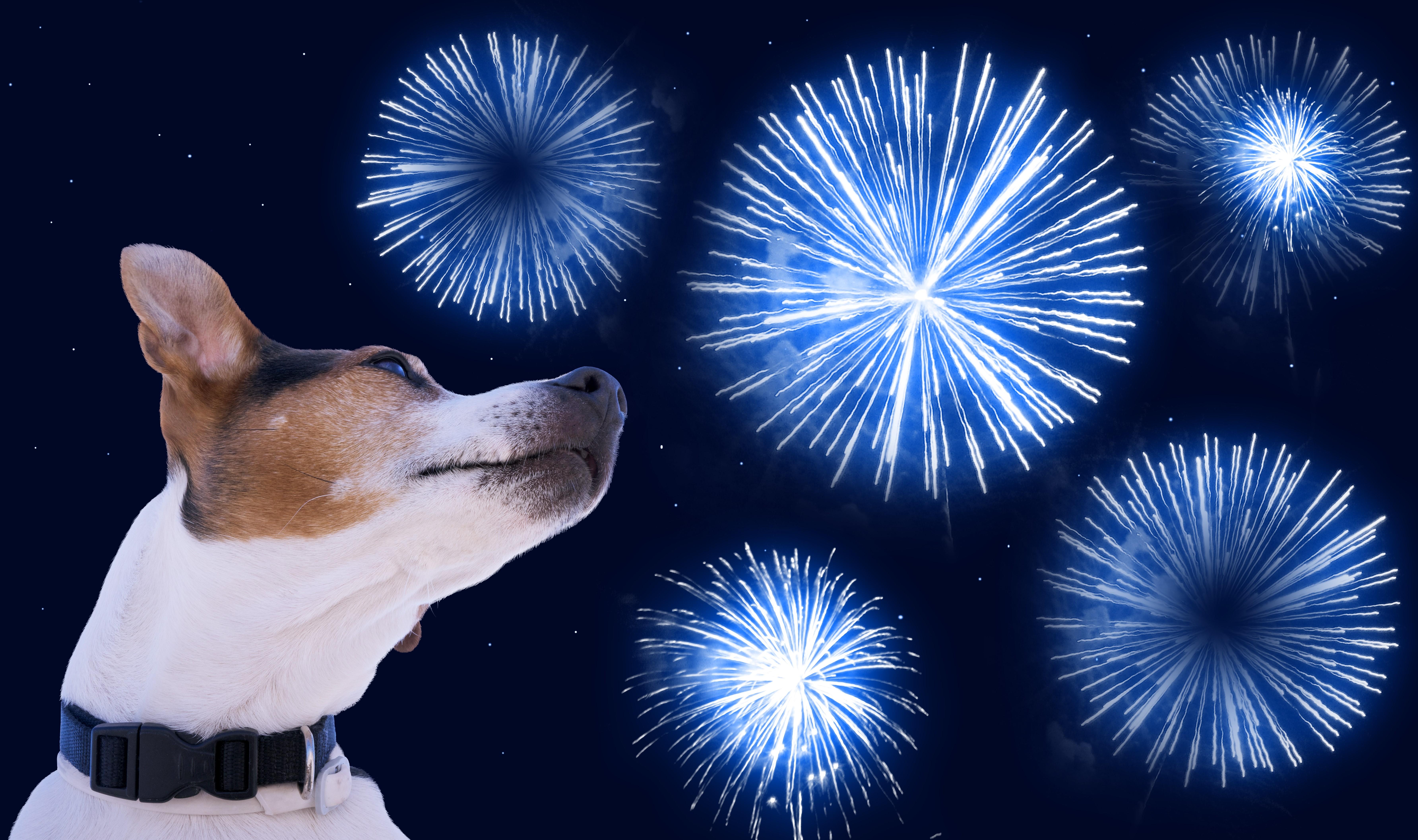 Dogs and Fireworks