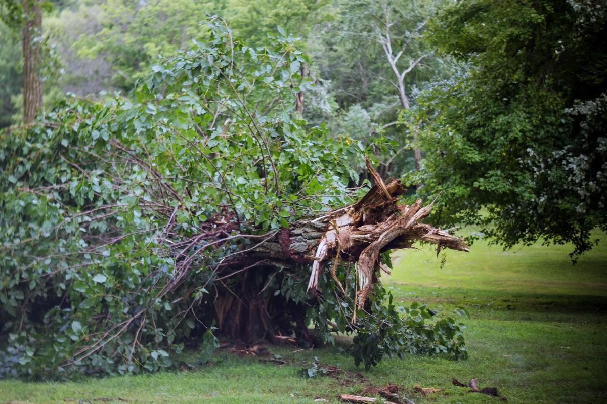 Beware of fallen trees after severe storm