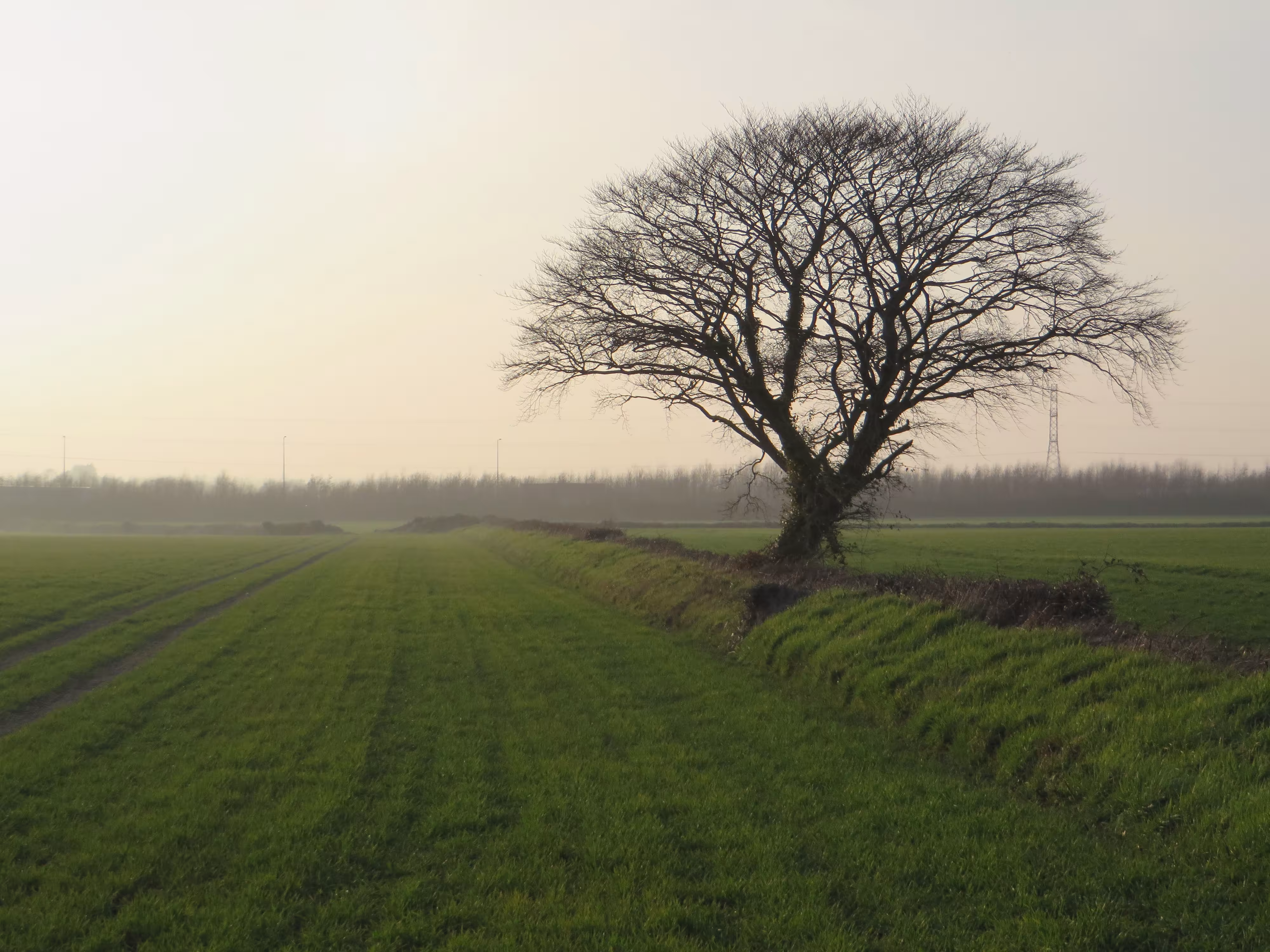 Fingal field near Lissenhall CREDIT Christine Baker Fingal County Council Heritage Officer.JPG