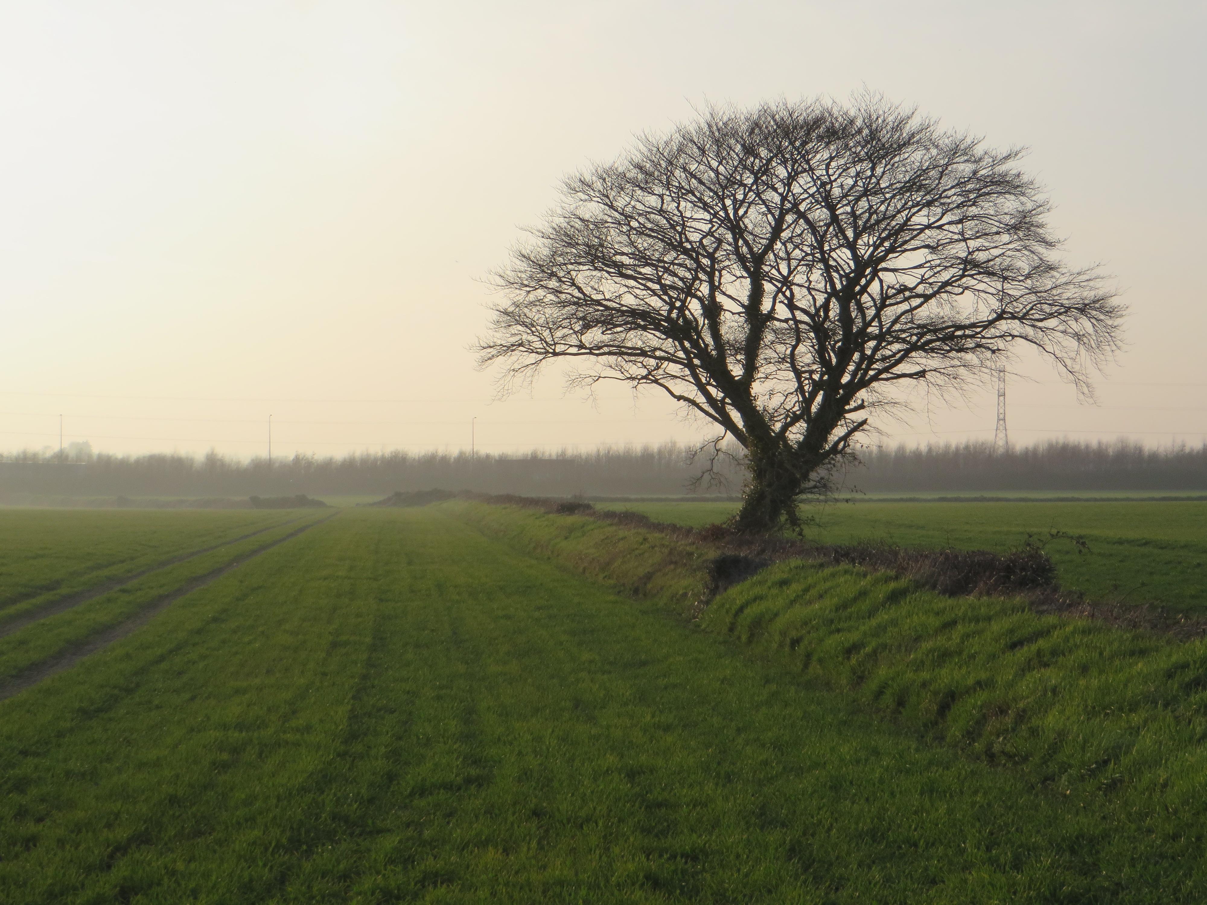 Fingal field near Lissenhall CREDIT Christine Baker Fingal County Council Heritage Officer.JPG