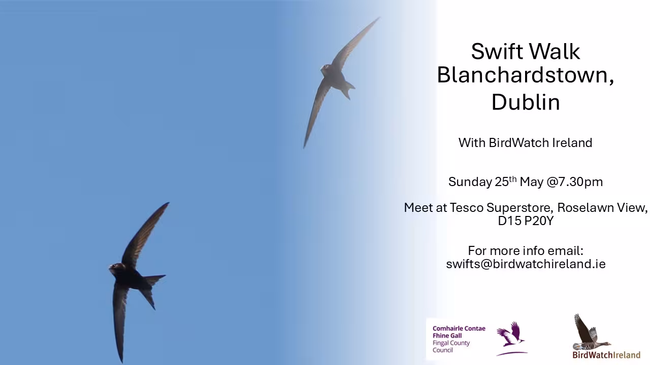 Blanchardstown Swift Walk 2025