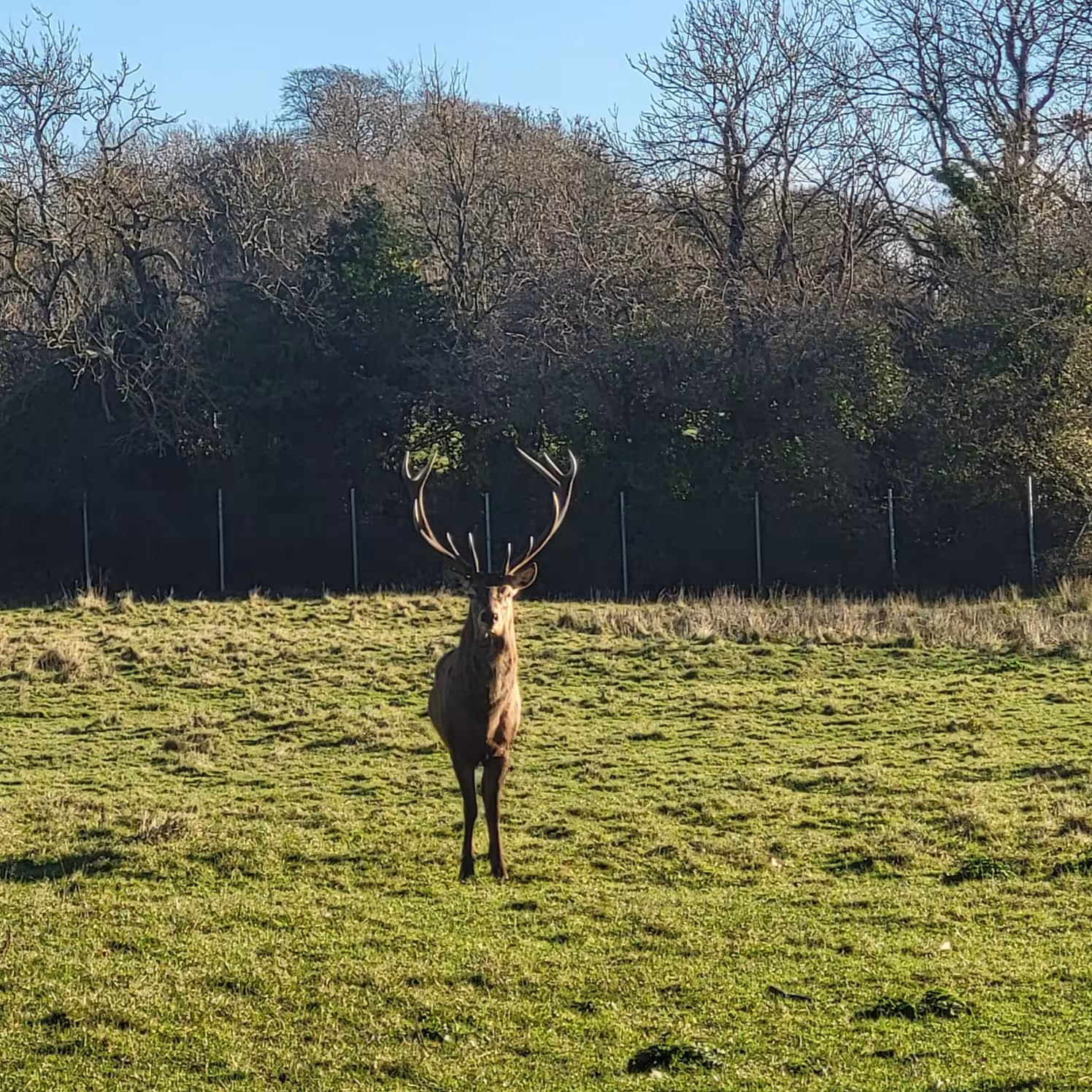Stag at Newbridge House
