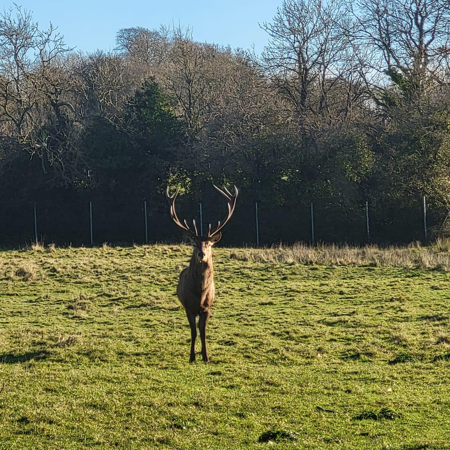 Stag at Newbridge House