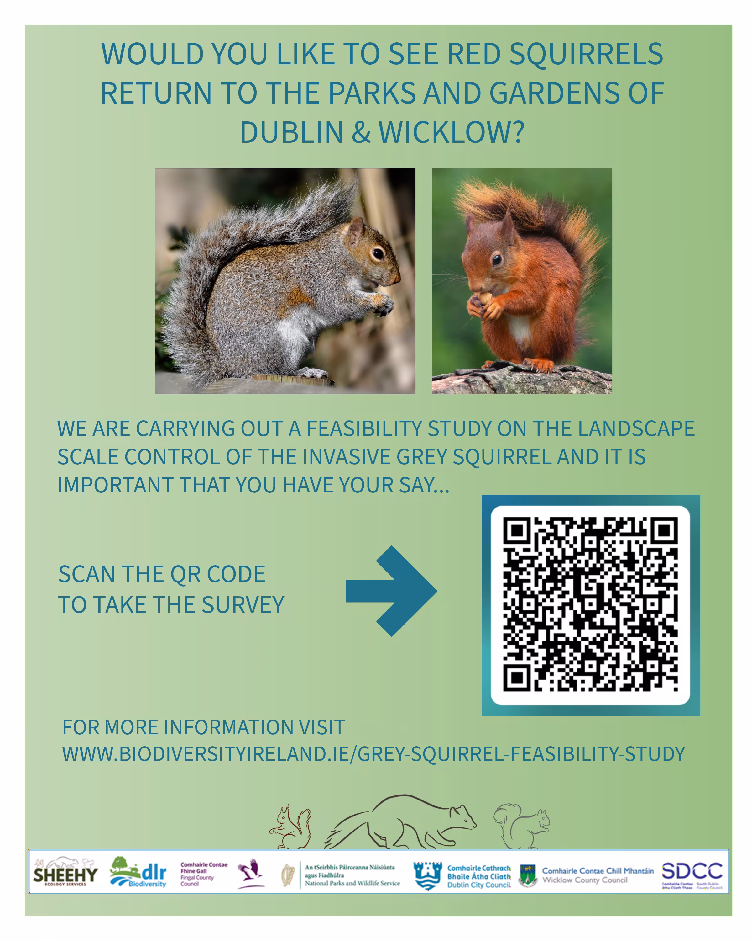 Grey Squirrel