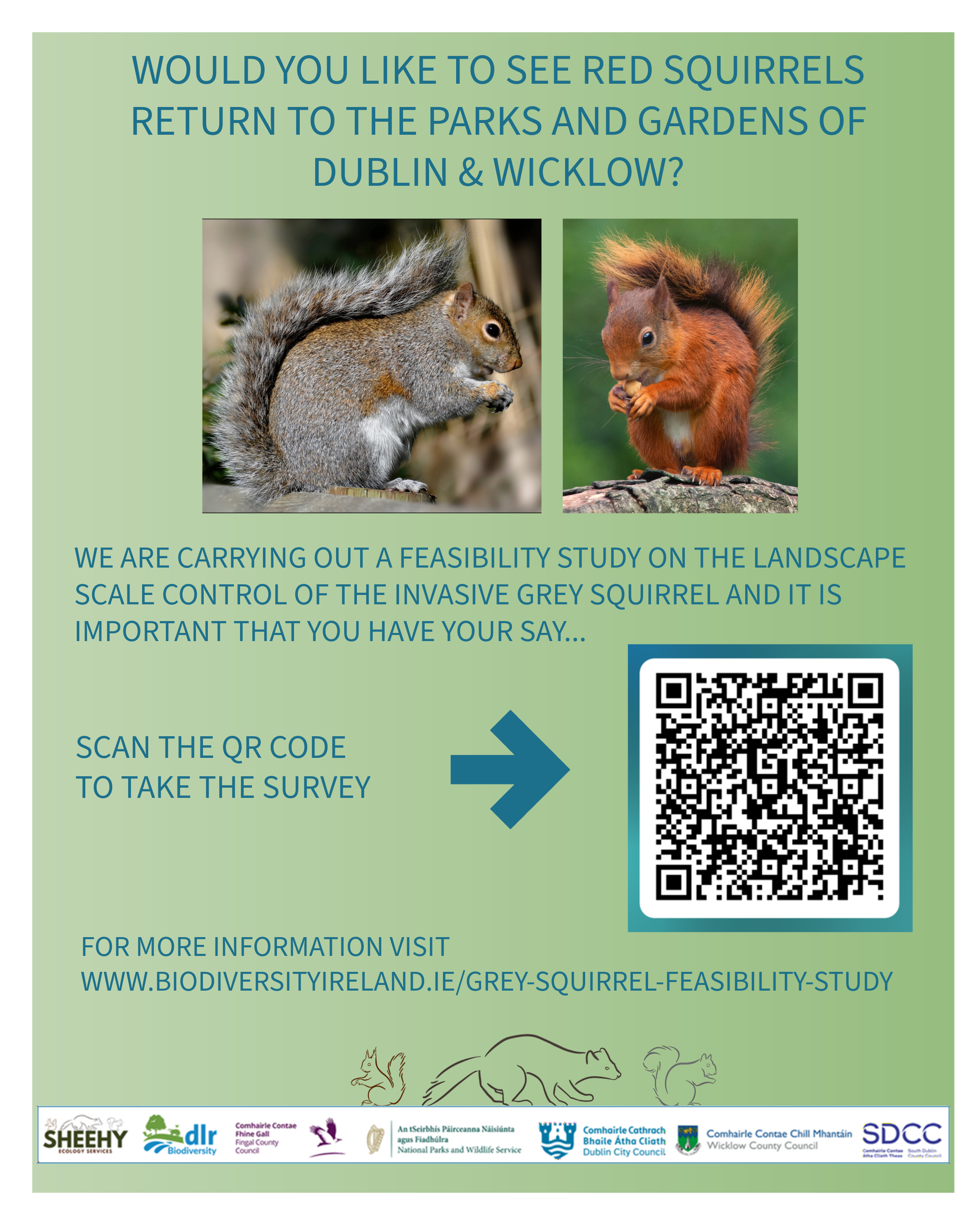 Grey Squirrel