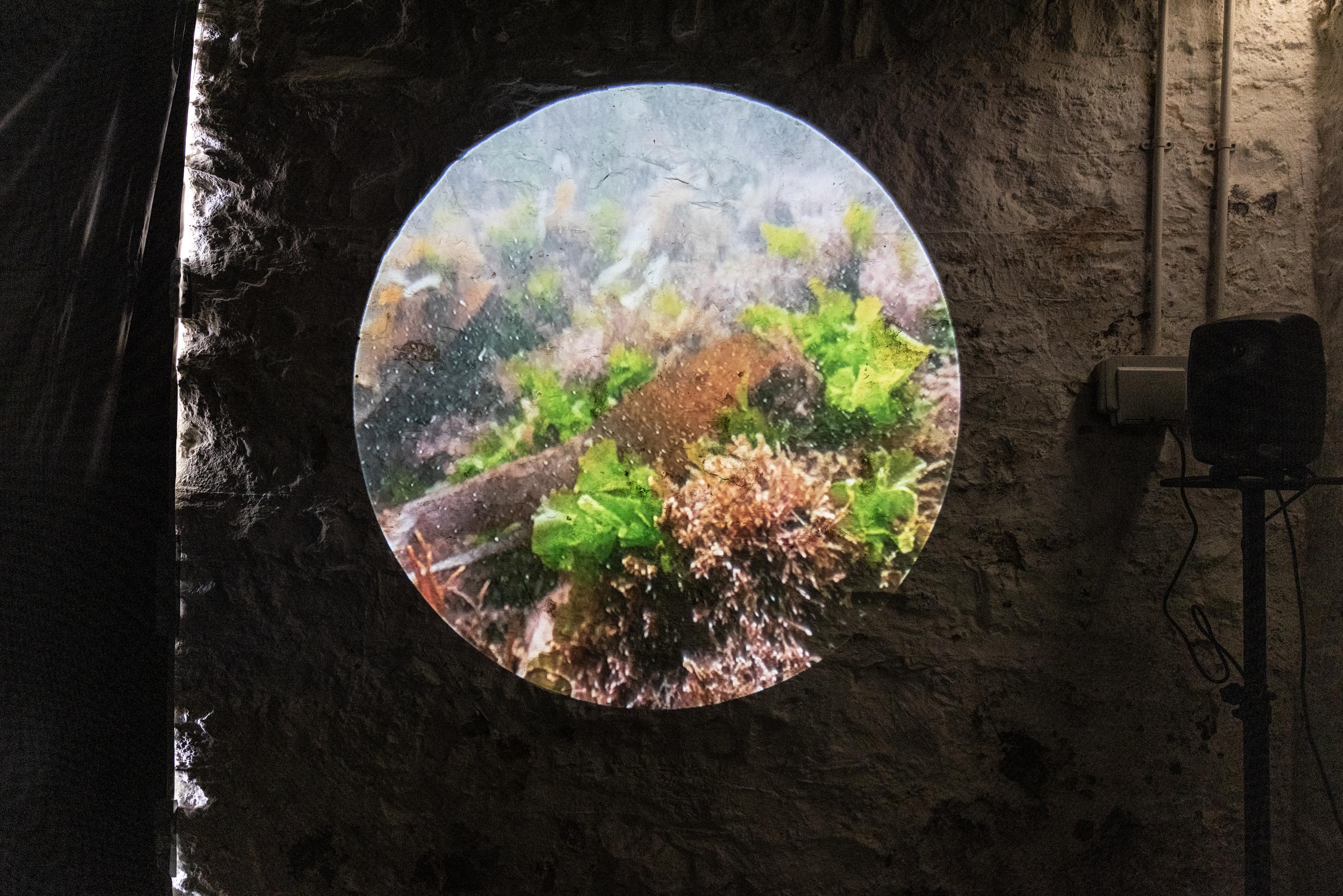 Underwater shot from Under Observation Film.jpg