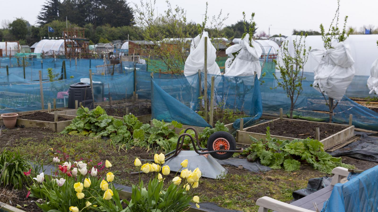 Allotments