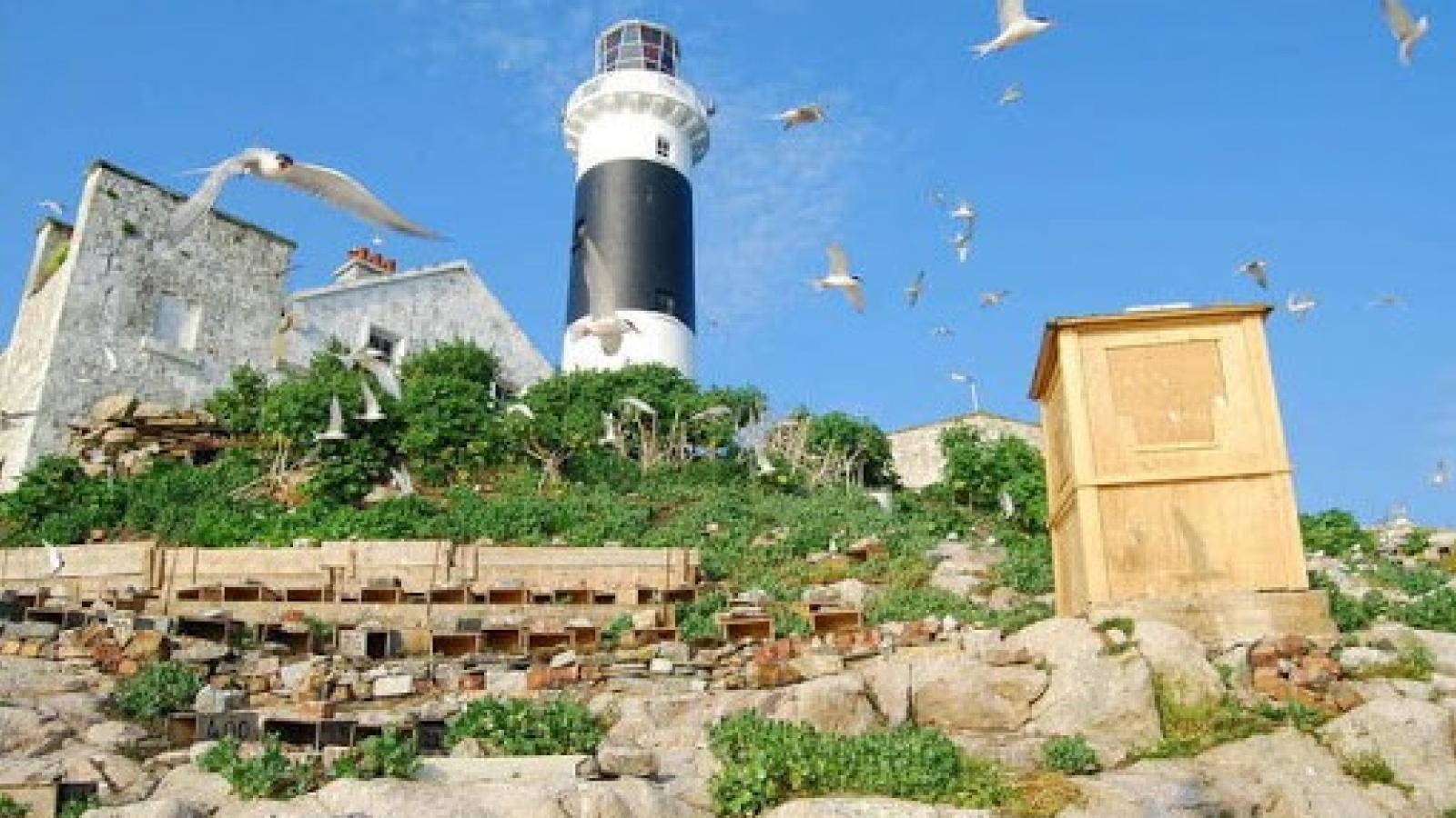 Rosetate Tern