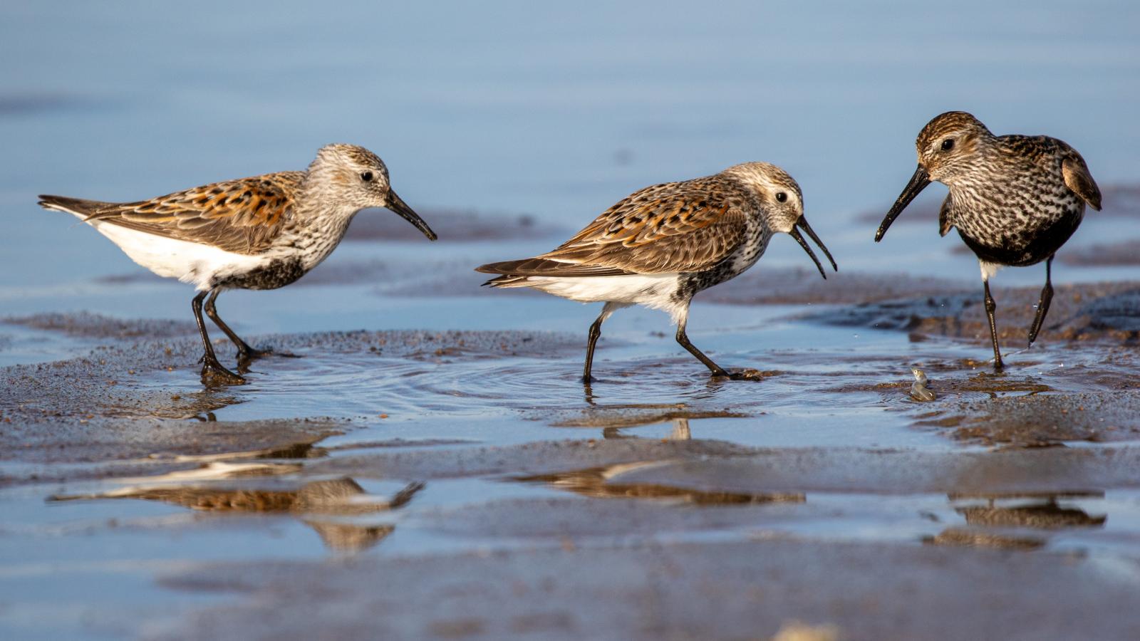 birds of fingal